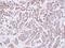 Peptidylprolyl Isomerase A antibody, NBP1-30993, Novus Biologicals, Immunohistochemistry paraffin image 