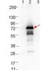 Outer surface protein A antibody, orb344672, Biorbyt, Western Blot image 