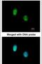 C-Terminal Binding Protein 1 antibody, PA5-29267, Invitrogen Antibodies, Immunofluorescence image 