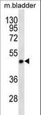 Syntaxin 5 antibody, LS-C161592, Lifespan Biosciences, Western Blot image 