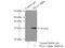 Protein Kinase C Alpha antibody, 55388-1-AP, Proteintech Group, Immunoprecipitation image 