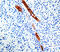 Von Willebrand Factor antibody, GTX20855, GeneTex, Immunohistochemistry paraffin image 