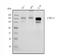 Cyclin-dependent kinase 13 antibody, A05292-1, Boster Biological Technology, Western Blot image 