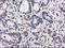 Proteasome 26S Subunit, Non-ATPase 10 antibody, NBP2-02199, Novus Biologicals, Immunohistochemistry frozen image 