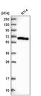 Acyl-CoA Thioesterase 11 antibody, PA5-65282, Invitrogen Antibodies, Western Blot image 