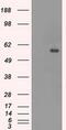 CNDP1 antibody, MA5-24927, Invitrogen Antibodies, Western Blot image 