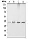 Apolipoprotein E antibody, orb213571, Biorbyt, Western Blot image 