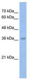 MYB antibody, TA343534, Origene, Western Blot image 