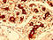 Fucosyltransferase 8 antibody, CSB-PA887159LA01HU, Cusabio, Immunohistochemistry frozen image 