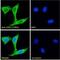 Prostaglandin-Endoperoxide Synthase 1 antibody, GTX22338, GeneTex, Immunocytochemistry image 