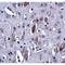 Interleukin 16 antibody, LS-C82914, Lifespan Biosciences, Immunohistochemistry frozen image 