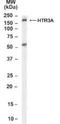 5-Hydroxytryptamine Receptor 3A antibody, NB100-41382, Novus Biologicals, Western Blot image 