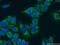 Flavin Containing Dimethylaniline Monoxygenase 5 antibody, 16864-1-AP, Proteintech Group, Immunofluorescence image 