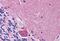 Synaptogyrin 1 antibody, MBS244542, MyBioSource, Immunohistochemistry paraffin image 