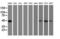 Developmental Pluripotency Associated 2 antibody, LS-C175256, Lifespan Biosciences, Western Blot image 