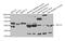 Myogenin antibody, A03238, Boster Biological Technology, Western Blot image 