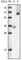 Glycogen Synthase Kinase 3 Alpha antibody, abx015750, Abbexa, Western Blot image 