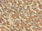 PHD Finger Protein 21A antibody, LS-C682229, Lifespan Biosciences, Immunohistochemistry paraffin image 