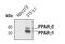 Peroxisome Proliferator Activated Receptor Gamma antibody, MA5-14889, Invitrogen Antibodies, Western Blot image 