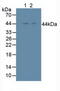 Inhibitor Of Nuclear Factor Kappa B Kinase Subunit Beta antibody, MBS2002030, MyBioSource, Western Blot image 