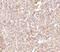 STEAP Family Member 1 antibody, 4305, ProSci, Immunohistochemistry frozen image 