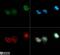 DNA Methyltransferase 3 Alpha antibody, NB100-265, Novus Biologicals, Immunofluorescence image 