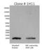Epidermal Growth Factor antibody, M805, Invitrogen Antibodies, Western Blot image 