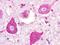 Purinergic Receptor P2Y1 antibody, NLS389, Novus Biologicals, Immunohistochemistry frozen image 