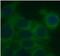 StAR Related Lipid Transfer Domain Containing 5 antibody, FNab08291, FineTest, Immunofluorescence image 