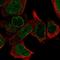 Leucine Rich Repeat Protein 1 antibody, HPA069364, Atlas Antibodies, Immunocytochemistry image 
