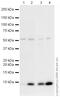 S100 Calcium Binding Protein B antibody, ab41548, Abcam, Western Blot image 