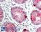 Pancreatic secretory trypsin inhibitor antibody, LS-B12477, Lifespan Biosciences, Immunohistochemistry paraffin image 
