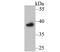 Apurinic/Apyrimidinic Endodeoxyribonuclease 1 antibody, NBP2-76919, Novus Biologicals, Western Blot image 