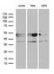 NFKB Inhibitor Epsilon antibody, LS-C798837, Lifespan Biosciences, Western Blot image 