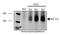 HIF1-alpha antibody, NB100-134, Novus Biologicals, Immunoprecipitation image 