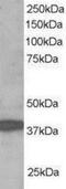 Ring Finger Protein 39 antibody, NB300-842, Novus Biologicals, Western Blot image 