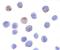 DEAD-Box Helicase 3 X-Linked antibody, 3757, ProSci, Immunocytochemistry image 