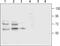 Solute Carrier Family 6 Member 3 antibody, PA5-77495, Invitrogen Antibodies, Western Blot image 