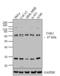 Mitogen-Activated Protein Kinase Kinase Kinase 7 antibody, 700113, Invitrogen Antibodies, Western Blot image 
