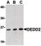 Death Effector Domain Containing 2 antibody, PA5-20214, Invitrogen Antibodies, Western Blot image 
