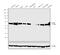 5-Hydroxytryptamine Receptor 2B antibody, PA5-33304, Invitrogen Antibodies, Western Blot image 