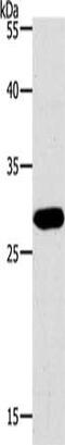 Paired Box 5 antibody, CSB-PA295467, Cusabio, Western Blot image 
