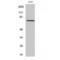 Netrin 1 antibody, LS-C384815, Lifespan Biosciences, Western Blot image 