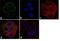 Tumor Protein P73 antibody, NB600-1279, Novus Biologicals, Immunofluorescence image 