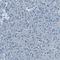 KIAA1789 antibody, HPA012827, Atlas Antibodies, Immunohistochemistry frozen image 
