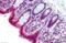 G Protein-Coupled Estrogen Receptor 1 antibody, orb94420, Biorbyt, Immunohistochemistry paraffin image 