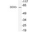 DEAD-Box Helicase 3 X-Linked antibody, LS-C292236, Lifespan Biosciences, Western Blot image 