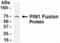 Peptidylprolyl Cis/Trans Isomerase, NIMA-Interacting 1 antibody, XW-8052, ProSci, Western Blot image 