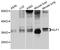 Kruppel Like Factor 1 antibody, abx126059, Abbexa, Western Blot image 
