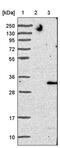 Transmembrane Protein 41B antibody, PA5-53259, Invitrogen Antibodies, Western Blot image 